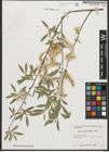 Foto von Salix pycnostachya Andersson